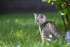 Savannah Kitten