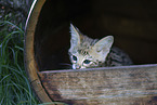 Savannah Kitten
