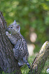 Savannah Kitten