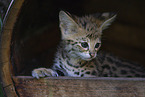 Savannah Kitten