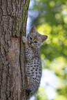Savannah Kitten