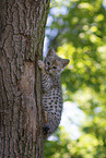 Savannah Kitten