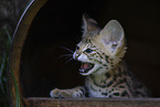 Savannah Kitten