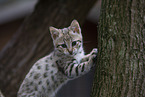 Savannah F2 Generation