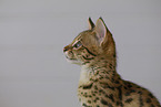 Savannah F2 Generation