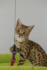 Savannah F2 Generation