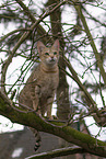 Savannah F2 Generation