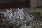 2 Savannahs