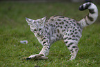 adult Savannah