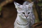 adult Savannah