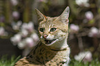adult Savannah