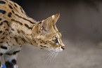 adult Savannah