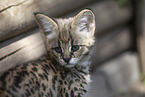 Savannah Kitten