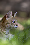 Savannah Kitten