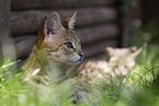 Savannah Kitten