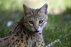 adult Savannah