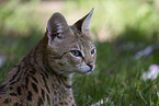 adult Savannah
