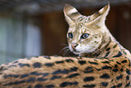 adult Savannah