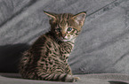 Savannah Kitten