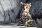 Savannah Kitten