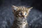 Savannah Kitten