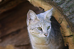 adult Savannah