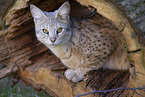 adult Savannah