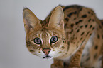 adult Savannah