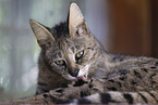 adult Savannah