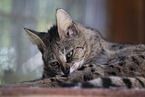 adult Savannah