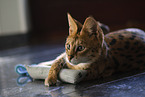 adult Savannah