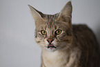 adult Savannah