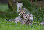 Savannah Kitten