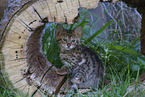 Savannah Kitten