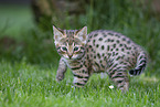 Savannah Kitten