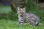 Savannah Kitten