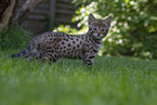 Savannah Kitten