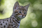 Savannah Kitten