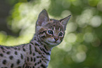 Savannah Kitten