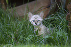 Savannah Kitten