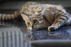 Savannah Kitten