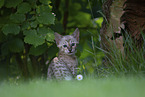 Savannah Kitten