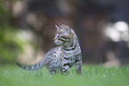 Savannah Kitten