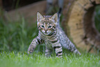 Savannah Kitten