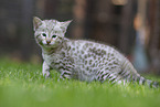 Savannah Kitten