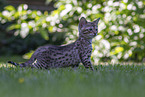 Savannah Kitten