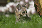 Savannah Kitten