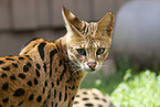 adult Savannah