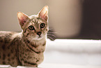 Savannah