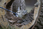 Savannah Kitten